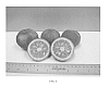Citrus%20reticulata%20%2B%20Poncirus%20trifoliata%20%27UFR-6%27