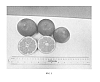 Citrus%20reticulata%2FCitrus%20paradisi%2BCitrus%20grandis%20x%20Citrus%20reticulata%2BPoncirus%20trifoliata%20%27UFR-1%27