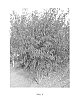 Acer%20ginnala%20%27JefUM%27