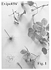 Clematis%20viticella%20%27Evipo056%27