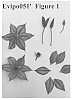 Clematis%20viticella%20%27Evipo051%27