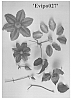 Clematis%20viticella%20%27Evipo027%27