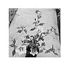 Hibiscus%20syriacus%20%27ILVO347%27