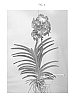 Vanda%20hybrid%20%27SPCDW1320%27