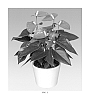 Anthurium%20andreanum%20L.%20%27ANTHDUNDAL%27