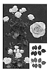 Rosa%20hybrida%20%27ESM%20R107%27