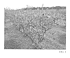 Vaccinium%20corymbosum%20%27TH-921%27