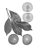 Interspecific%20Prunus%20Species%20%27Emerald%20Blush%27