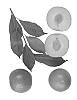 Interspecific%20Prunus%20species%20%27Amigo%20III%27