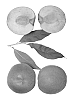 Prunus%20persica%20%27Ice%20Zee%27