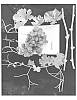 Vitis%20vinifera%20%27ARRATHIRTYONE%27