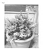 Ligustrum%20%27NCLX1%27