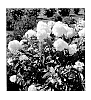 Hydrangea%20paniculata%20%27SMHPPINO%27