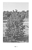 Lagerstroemia%20sp.%20hybrid%20%27PIILAG-VII%27