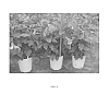 Hibiscus%20rosa-sinensis%20%27JBN%2012002%27