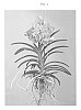 Vanda%20hybrid%20%27SPCDW1319%27