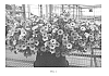 Petunia%20hybrida%20f.%20cv.%20%27SAKPET097%27