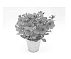 Petunia%20hybrida%20%27KLEPH15254%27