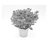 Petunia%20hybrida%20%27KLEPH15254%27