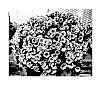 Petunia%20hybrida%20%27KLEPH14253%27