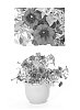 Petunia%20x%20hybrida%20%27USTUN3003%27