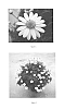 Argyranthemum%20frutescens%20%27CHQZ0006%27