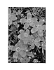 Bidens%20triplinervia%20%27Hafltibr%27