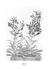 Penstemon%20hybrid%20%27Pmoore14%27