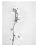 Vaccinium%20corymbosum%20L.%20%27FL98-423%27