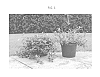Trachelospermum%20asiaticum%20%27FT01%27