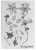 Clematis%20viticella%20%27Evipo061%27