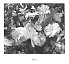 Camellia%20sasanqua%20%27Green%2002-019%27