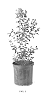 Lagerstroemia%20hybrid%20%27CS2012-12%27