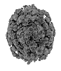 Chrysanthemum%20x%20morifolium%20%27Fimmdaypur%27