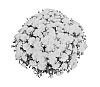 Chrysanthemum%20x%20morifolium%20%27Fimmevenyel%27