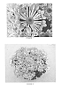 Chrysanthemum%20x%20morifolium%20%27CIDZ0064%27
