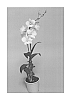 Dendrobium%20hybrid%20%27SPCDW1004%27