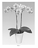 Phalaenopsis%20hybrid%20%27PHALDASYH%27