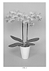 Phalaenopsis%20hybrid%20%27PHALDIQYK%27