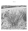 Dianella%20prunina%20x%20caerulea%20%27DP401%27