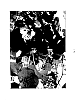 Actinidia%20chinensis%20%27KZ02%27