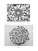 Chrysanthemum%20x%20morifolium%20%27CIDZ0062%27