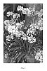 Agapanthus%20hybrid%20%27WP001%27
