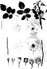 Rosa%20hybrida%20%27AUSwhirl%27