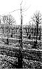 Malus%20domestica%20%27MORED%27