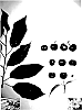 Prunus%20avium%20%27Glencrest%27