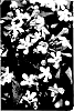 Abelia%20mosanensis%20%27SMNAMDS%27