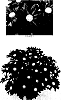 Chrysanthemum%20x%20morifolium%20%27CIDZ0063%27
