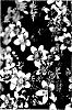 Bidens%20triplinervia%20%27Hafltufr%27