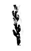 Salix%20chaenomeloides%20%27Lubbers%20Zwart%27